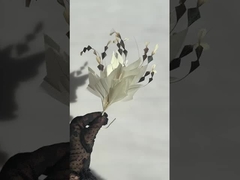 羽のマウントコレクション